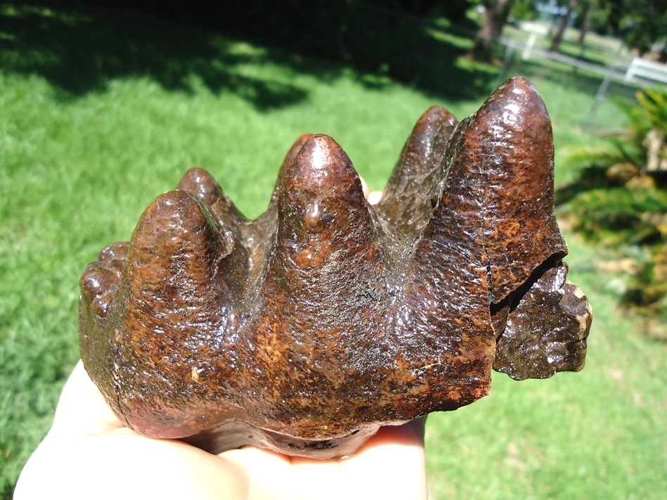 Large image 5 Extra Large Partial Mastodon Tooth