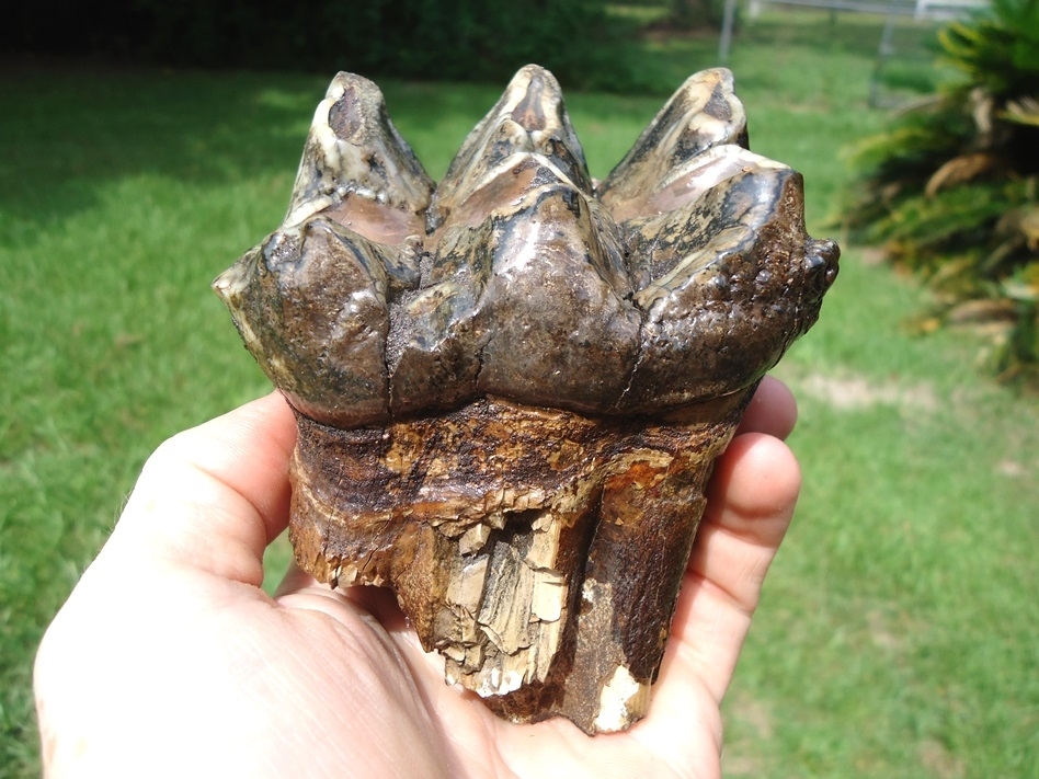 Large image 1 Quality Colorful Rooted Three Hump Mastodon Tooth