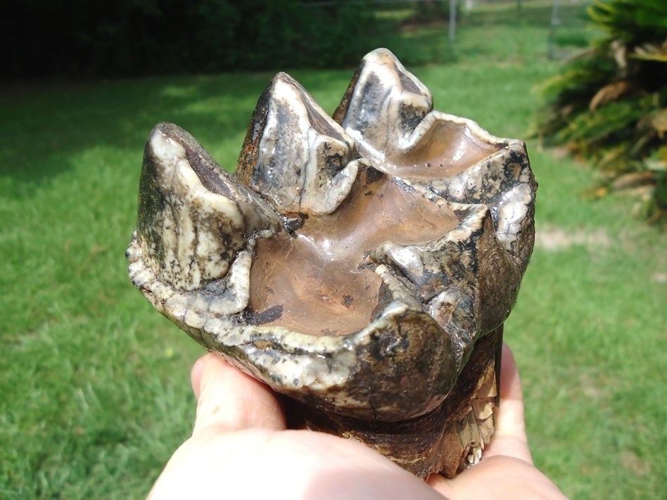 Large image 2 Quality Colorful Rooted Three Hump Mastodon Tooth