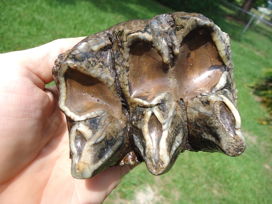 Large image 4 Quality Colorful Rooted Three Hump Mastodon Tooth