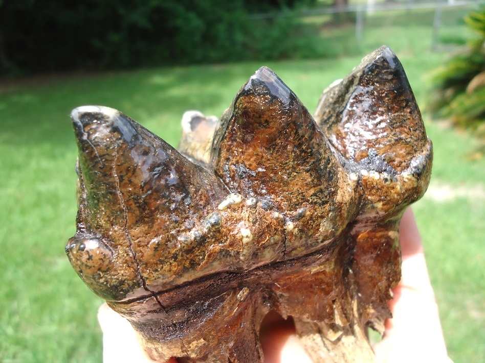 Large image 5 Quality Colorful Rooted Three Hump Mastodon Tooth