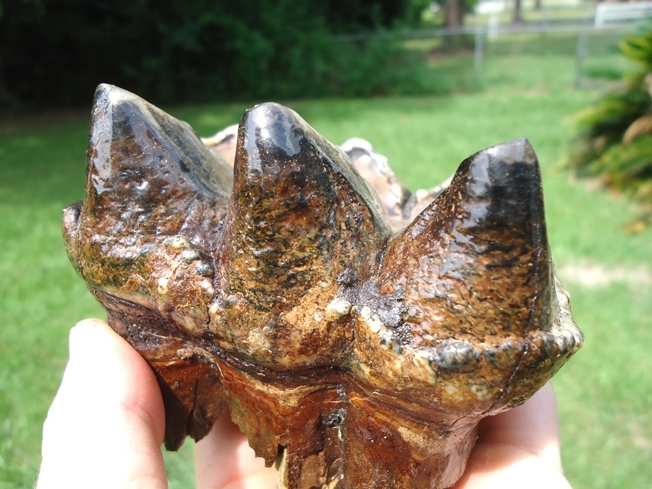 Large image 6 Quality Colorful Rooted Three Hump Mastodon Tooth