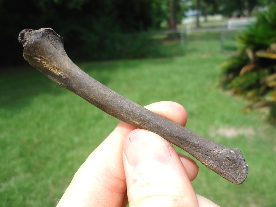 Large image 2 Quality Otter Tibia