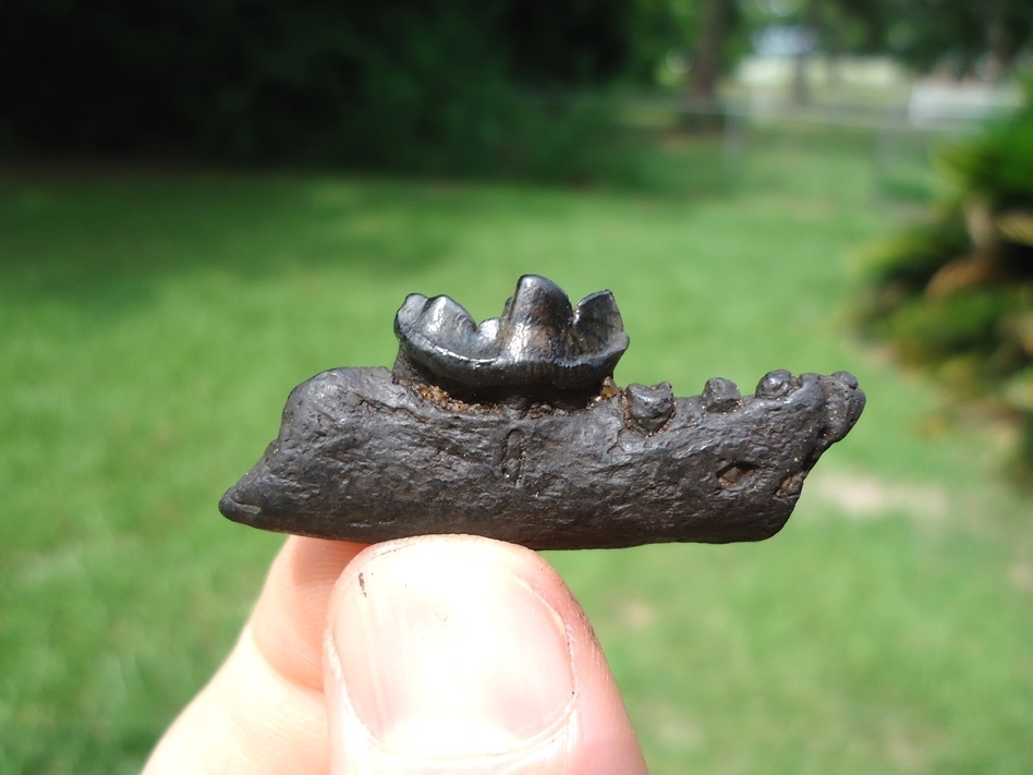 Large image 1 Bargain Price Otter Mandible