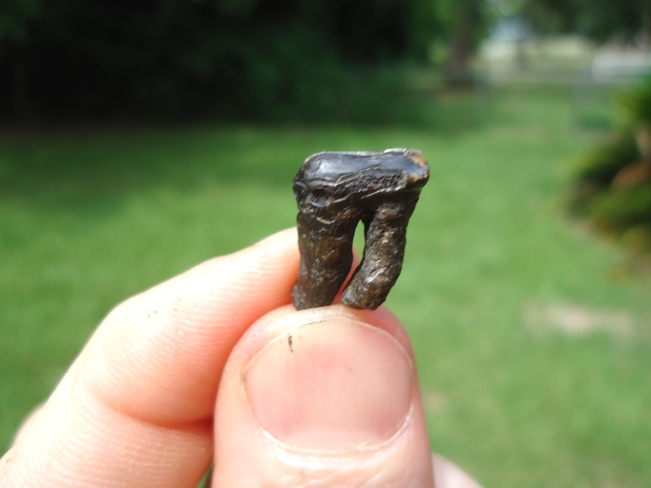 Large image 1 Beyond Rare Jaguar Upper Molar