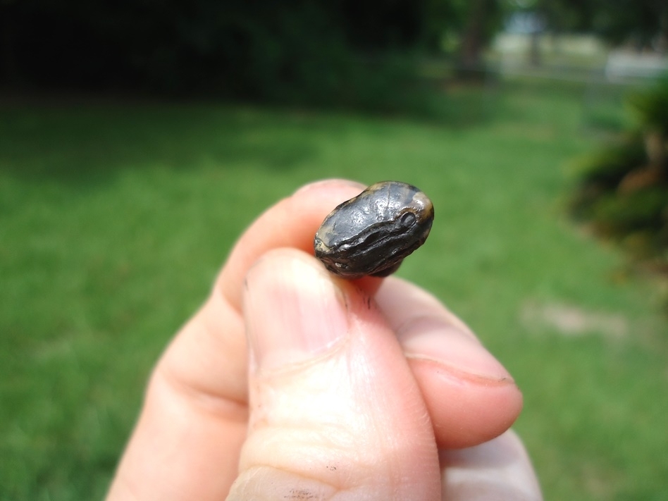 Large image 2 Beyond Rare Jaguar Upper Molar