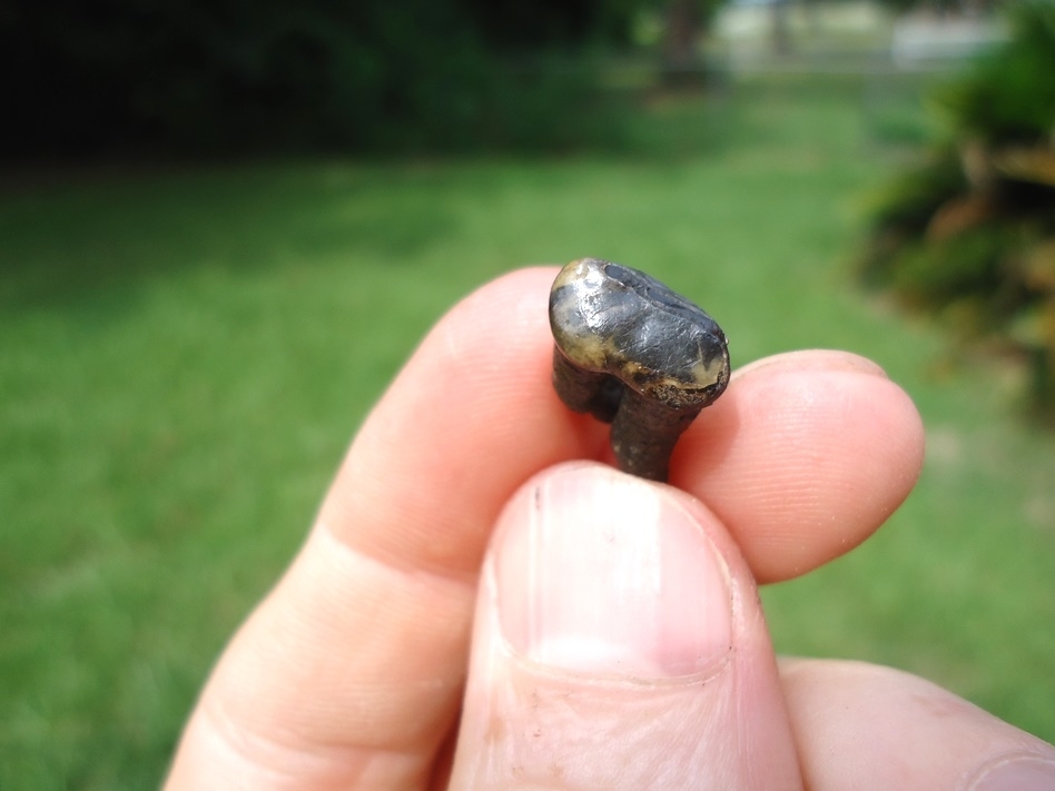 Large image 3 Beyond Rare Jaguar Upper Molar