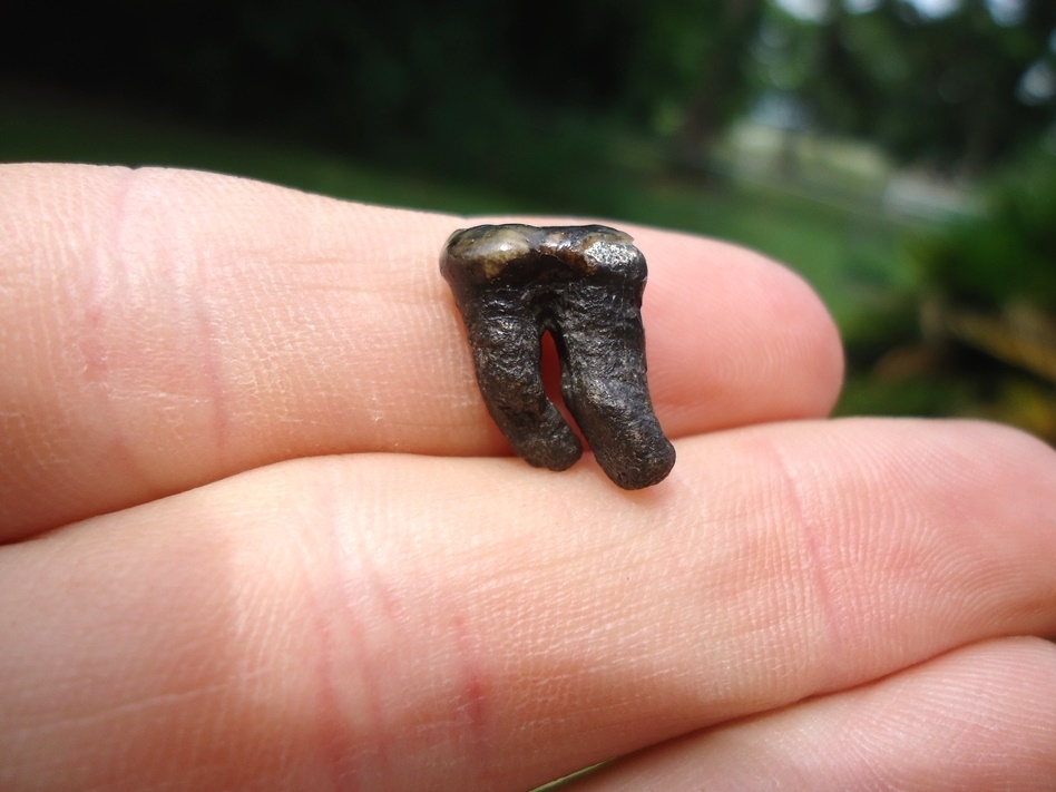 Large image 4 Beyond Rare Jaguar Upper Molar