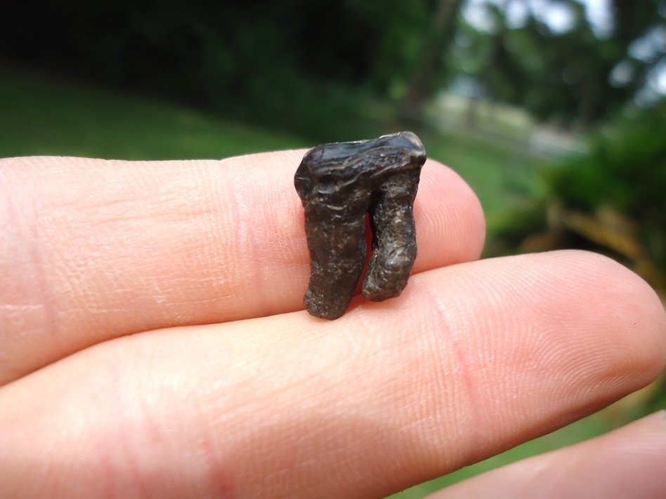 Large image 5 Beyond Rare Jaguar Upper Molar