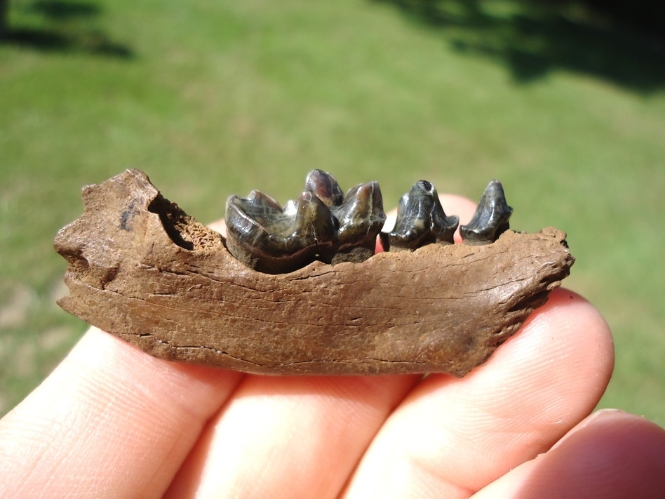 Large image 1 Gorgeous Otter Mandible with Three Colorful Teeth