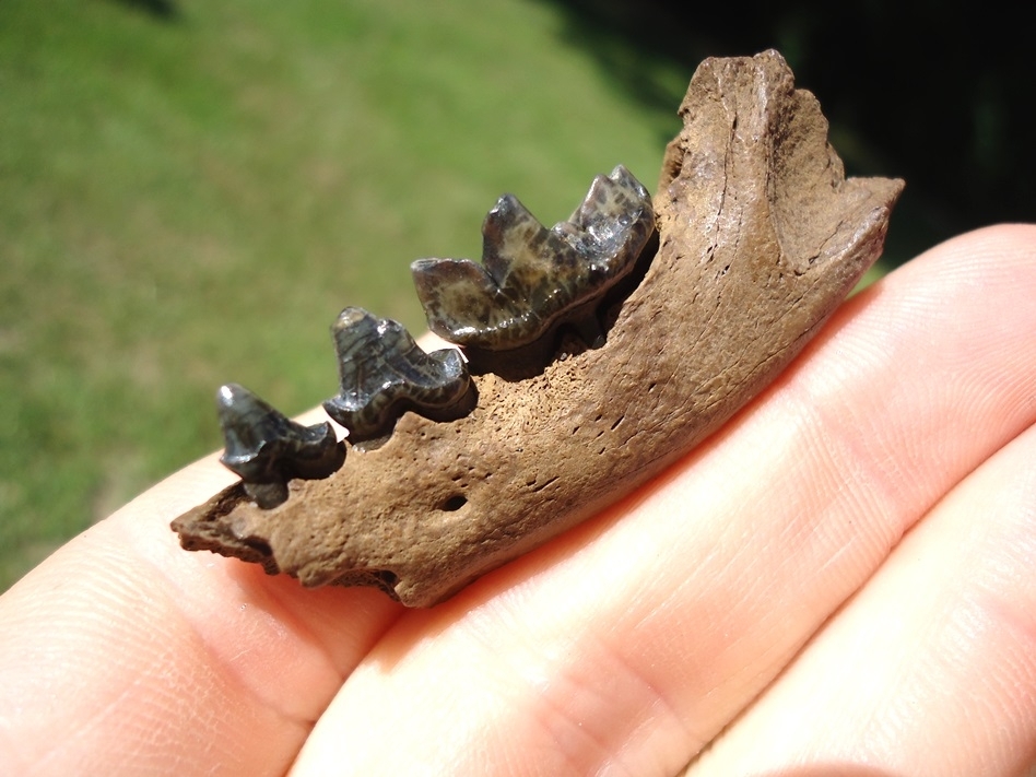 Large image 3 Gorgeous Otter Mandible with Three Colorful Teeth