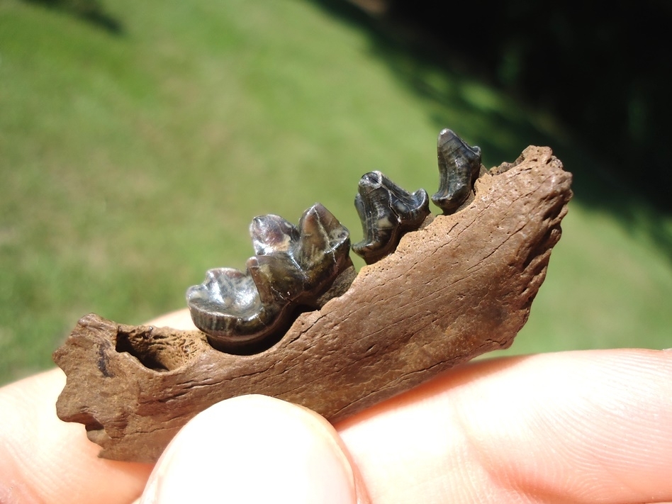 Large image 4 Gorgeous Otter Mandible with Three Colorful Teeth