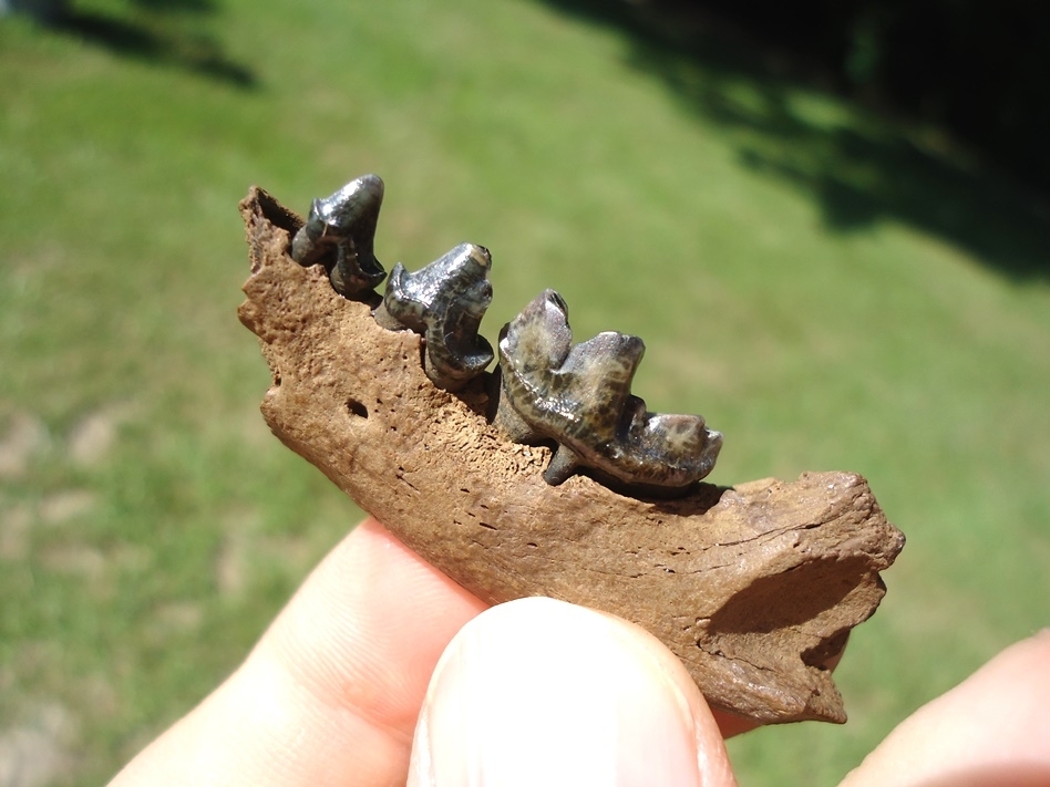 Large image 5 Gorgeous Otter Mandible with Three Colorful Teeth