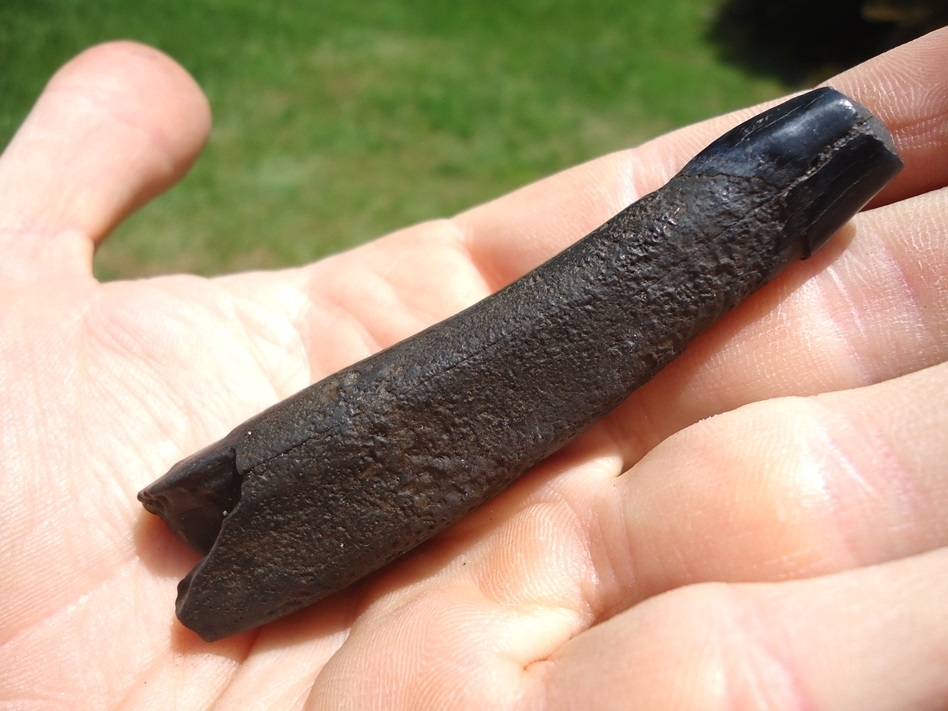 Large image 8 Museum Quality Juvenile Mastodon Lower Tusk