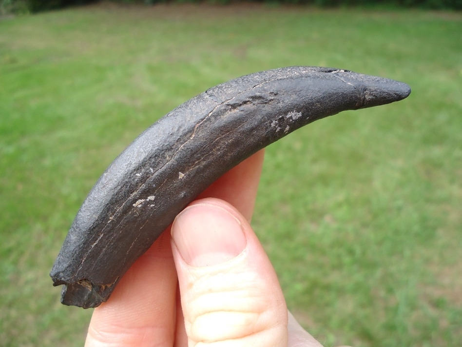 Large image 1 Quality Sperm Whale Tooth