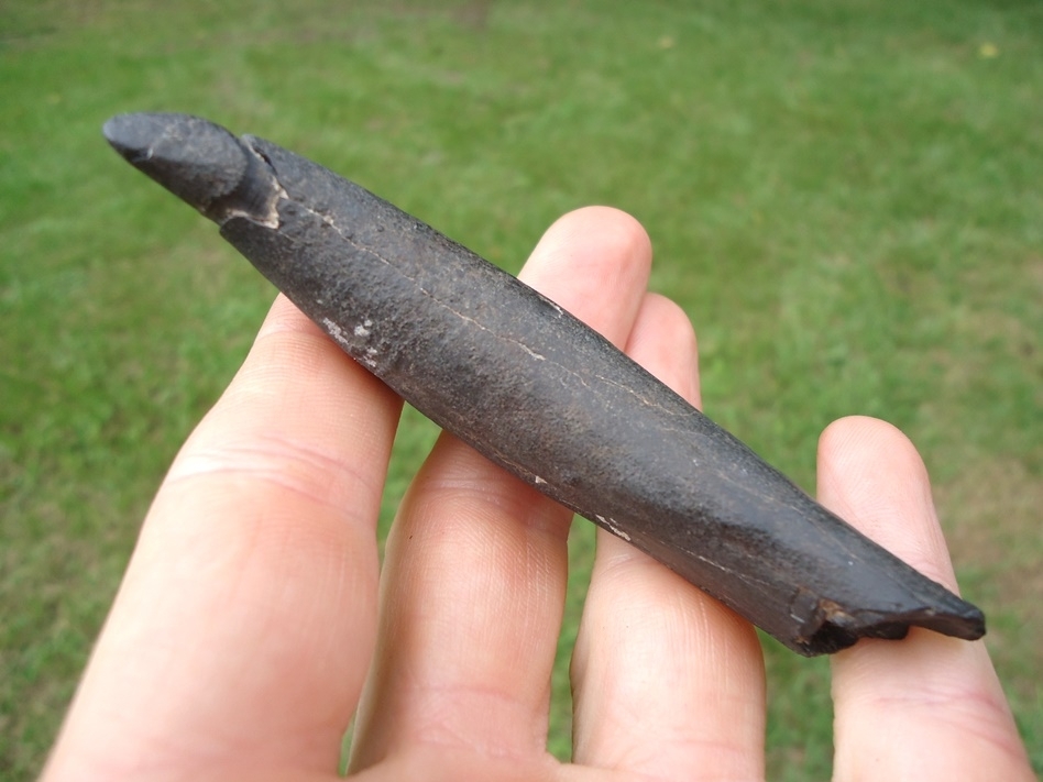 Large image 2 Quality Sperm Whale Tooth