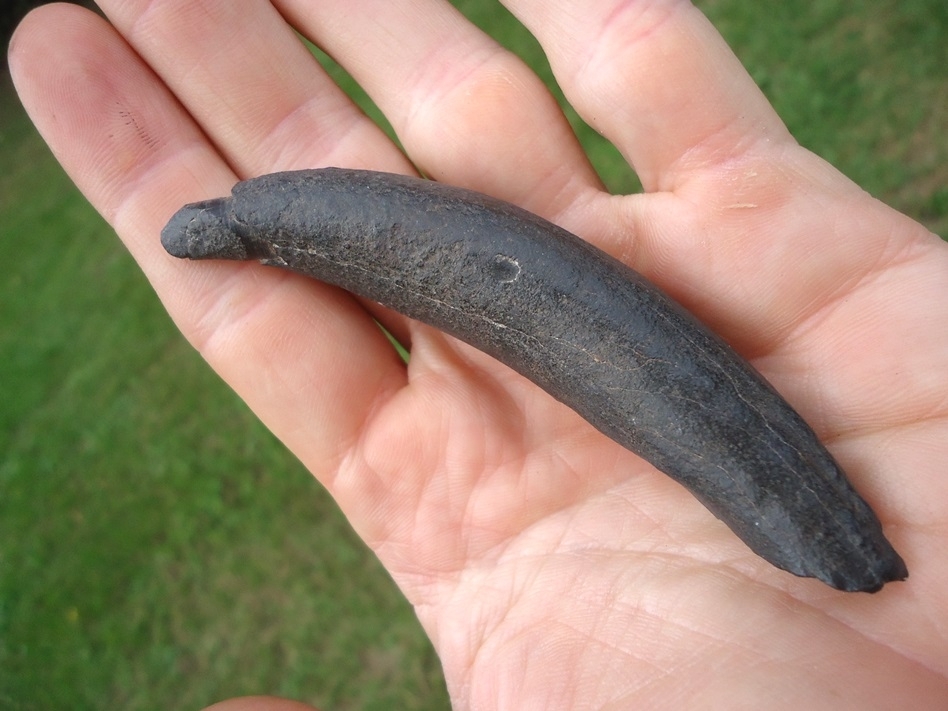 Large image 3 Quality Sperm Whale Tooth