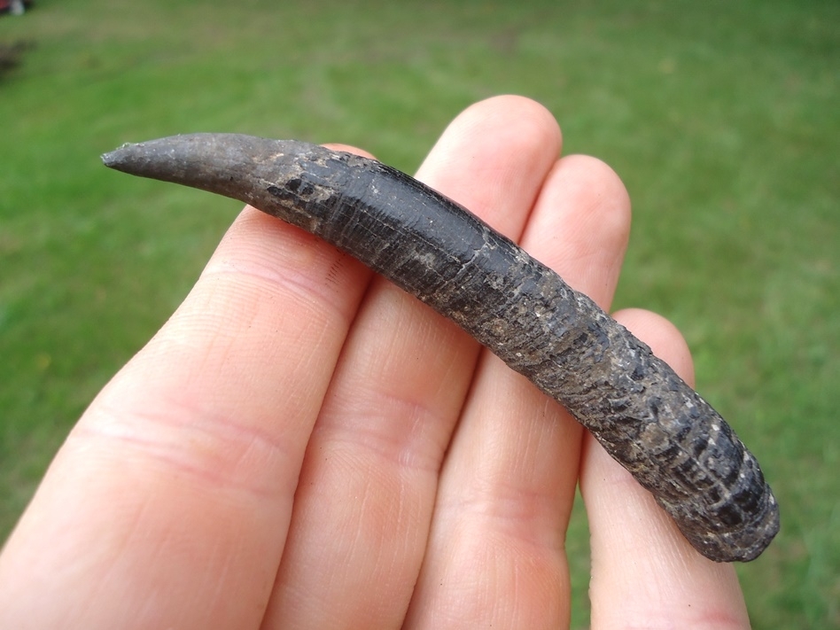 Large image 1 Deadly Sharp Sperm Whale Tooth