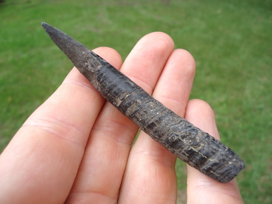 Large image 2 Deadly Sharp Sperm Whale Tooth