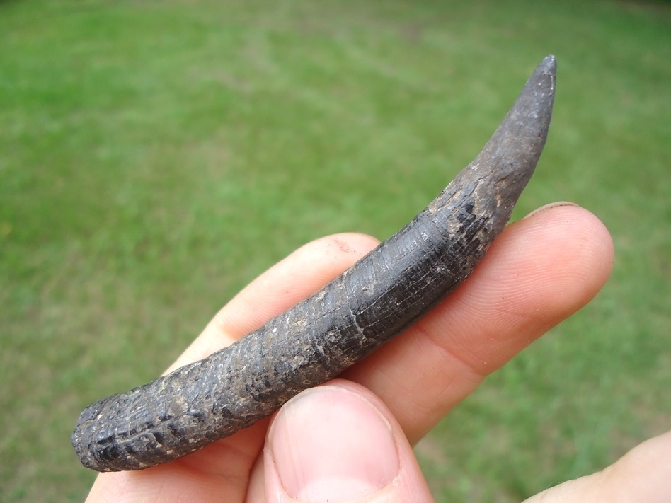 Large image 3 Deadly Sharp Sperm Whale Tooth