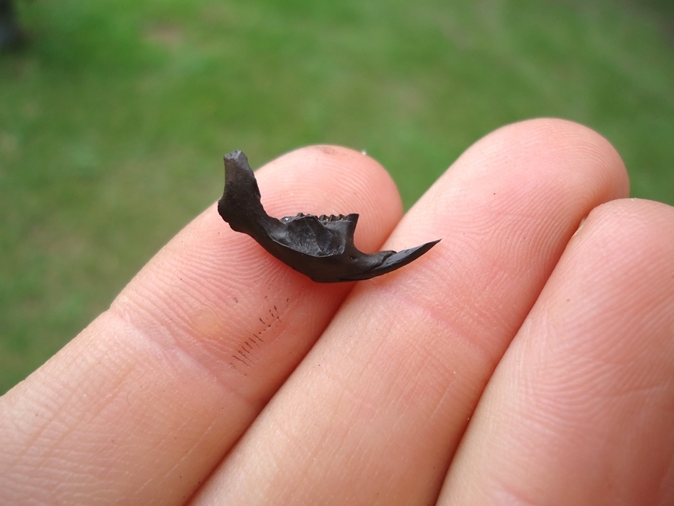 Large image 1 Very Rare Vole Mandible