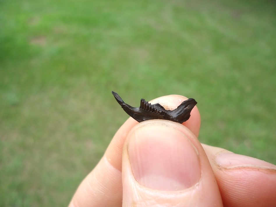 Large image 2 Very Rare Vole Mandible