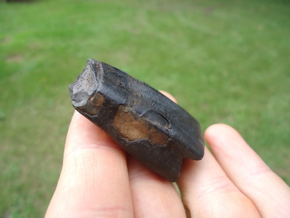 Large image 4 Rare Juvenile Giant Ground Sloth Tooth