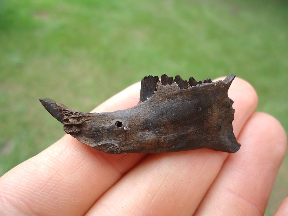 Large image 1 Quality Rabbit Mandible