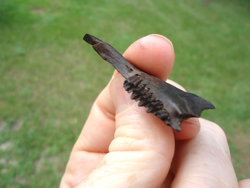 Large image 2 Quality Rabbit Mandible