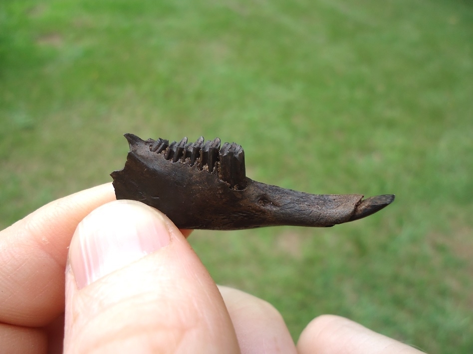 Large image 3 Quality Rabbit Mandible