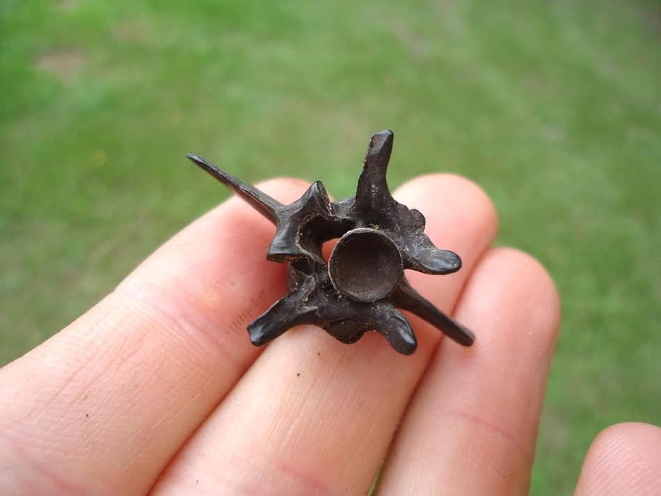 Large image 1 Top Quality Diamonback Rattlesnake Vertebra