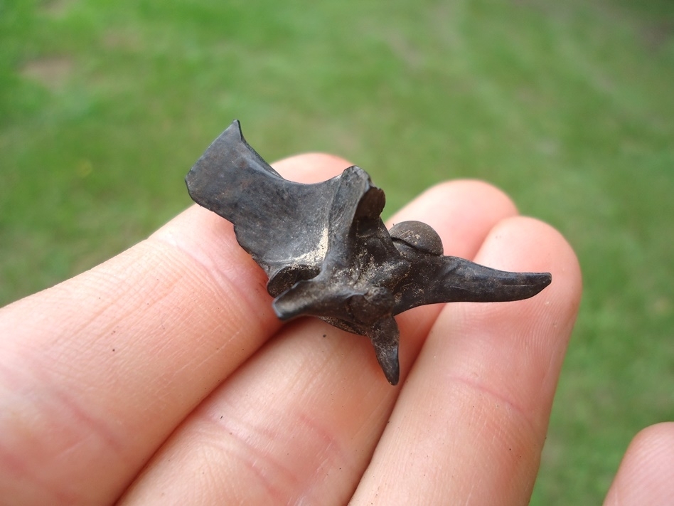 Large image 2 Top Quality Diamonback Rattlesnake Vertebra