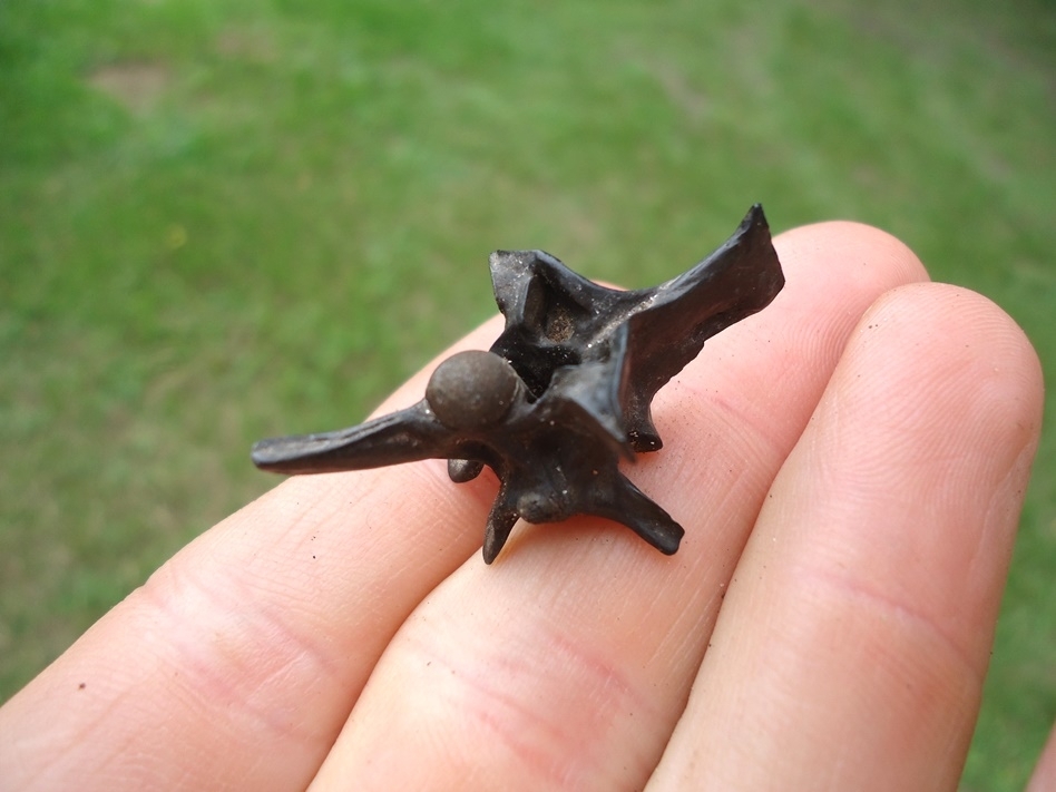 Large image 3 Top Quality Diamonback Rattlesnake Vertebra