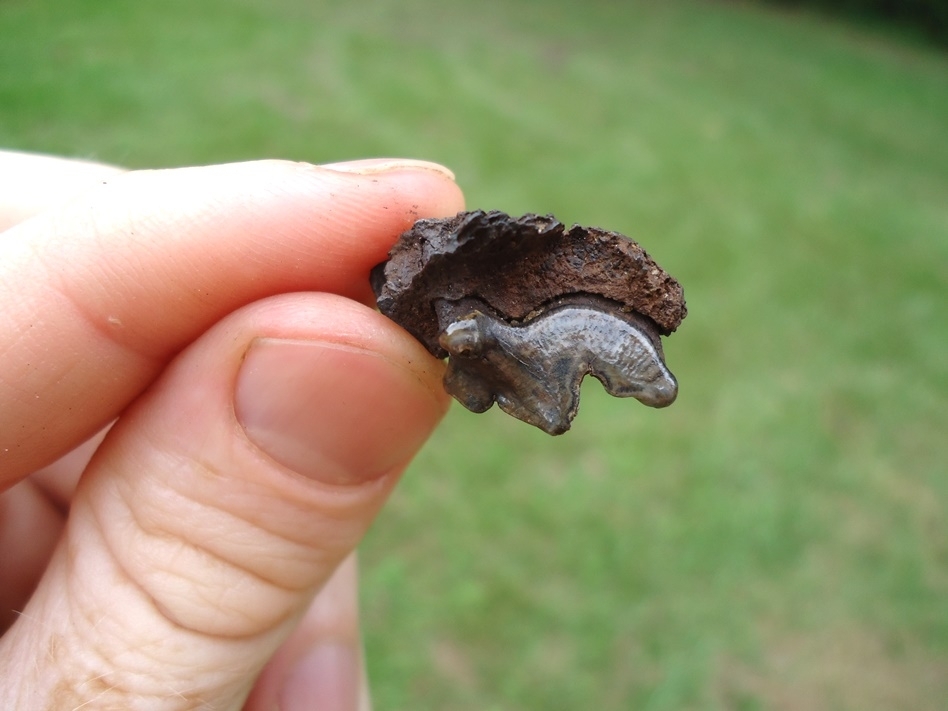 Large image 1 Top Quality Bobcat Maxilla with Carnassial Intact