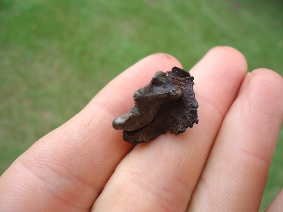 Large image 4 Top Quality Bobcat Maxilla with Carnassial Intact