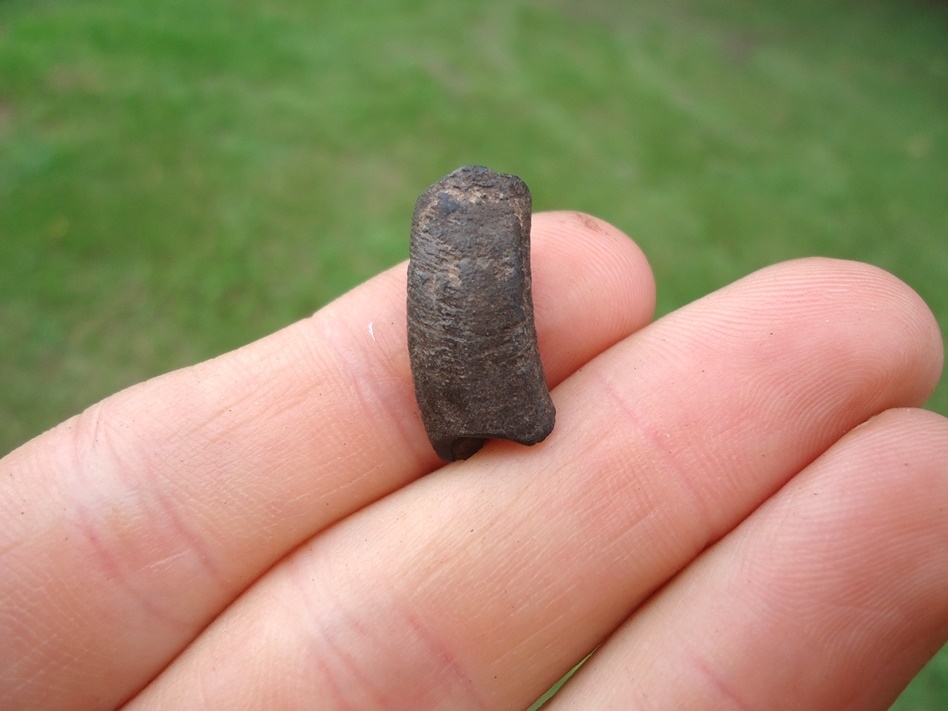 Large image 1 Uncommon Giant Armadillo Tooth