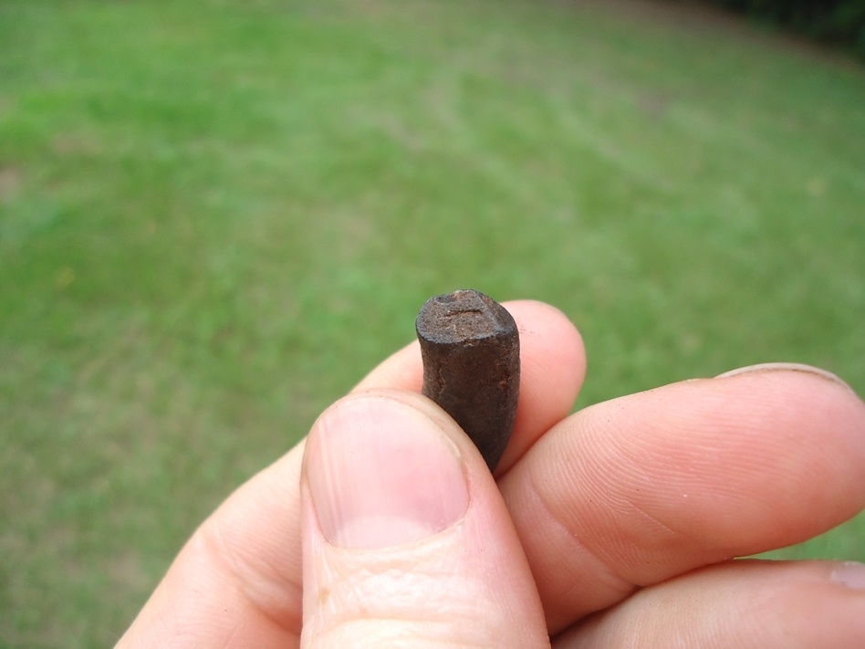 Large image 2 Uncommon Giant Armadillo Tooth