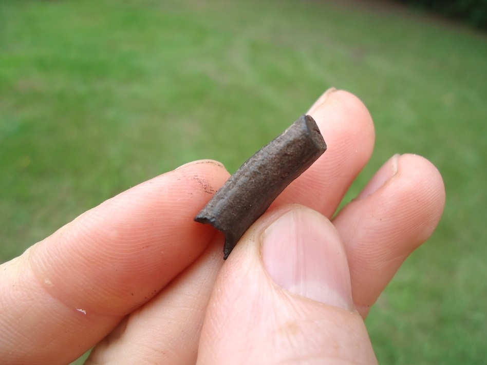 Large image 3 Uncommon Giant Armadillo Tooth