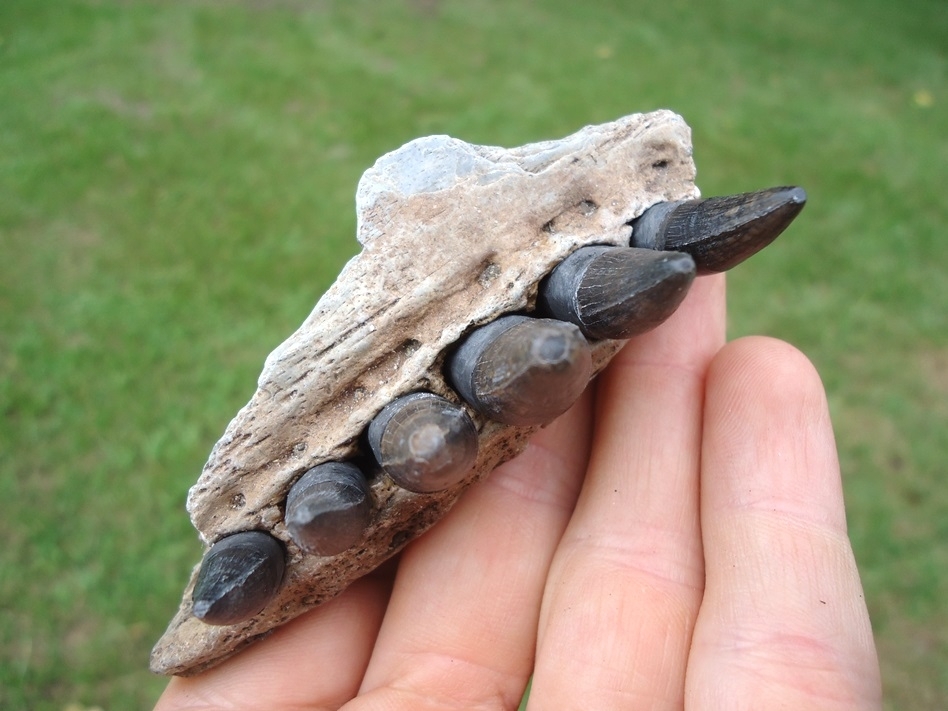 Large image 3 Alligator Maxilla with Six Teeth