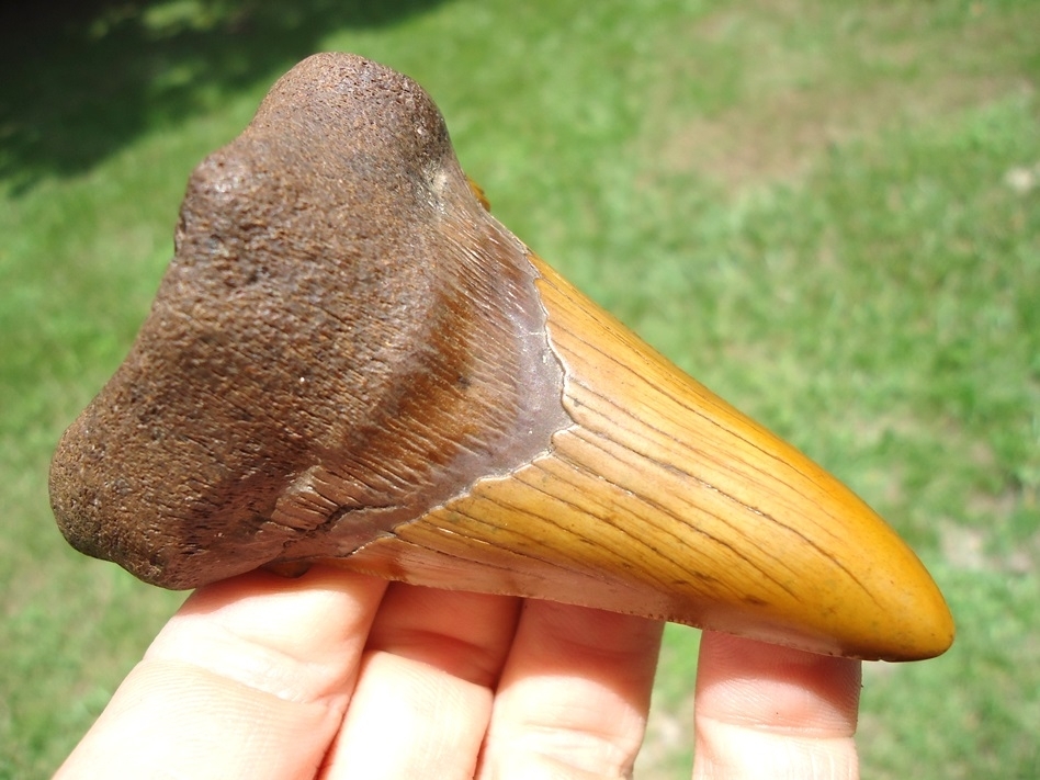 Large image 2 Whopper 3.48' Burnt Orange Auriculatus Shark Tooth