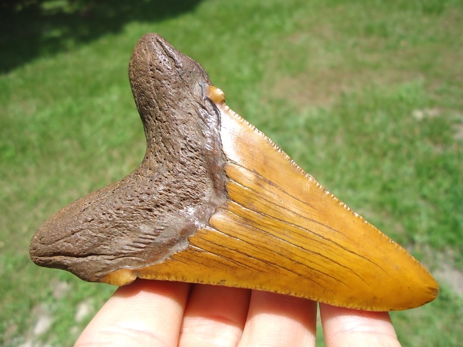 Large image 3 Whopper 3.48' Burnt Orange Auriculatus Shark Tooth