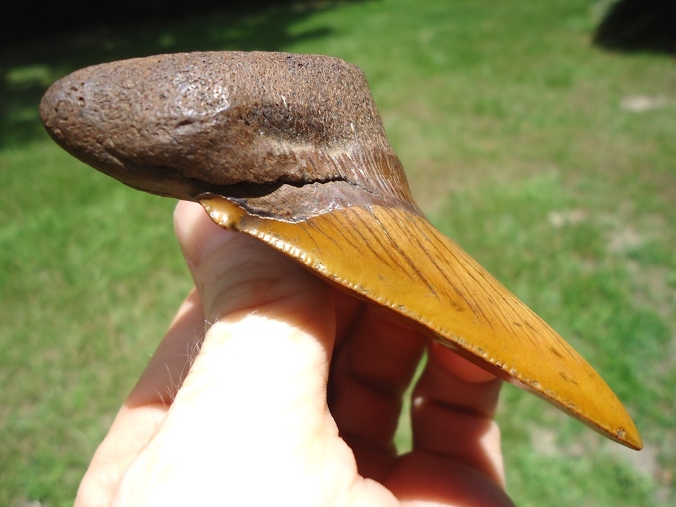 Large image 4 Whopper 3.48' Burnt Orange Auriculatus Shark Tooth