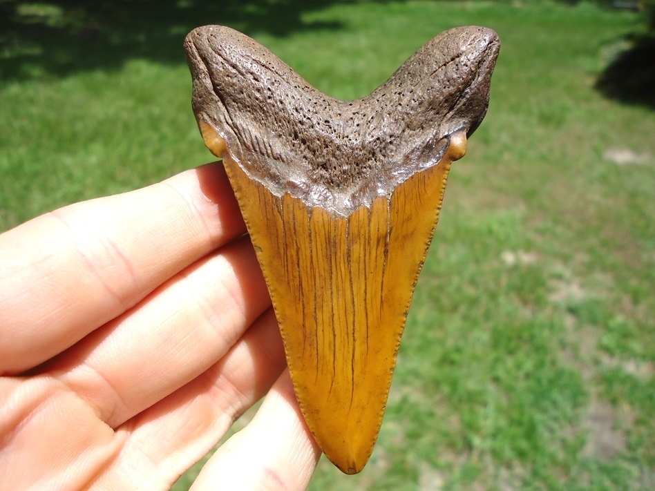 Large image 1 Whopper 3.48' Burnt Orange Auriculatus Shark Tooth