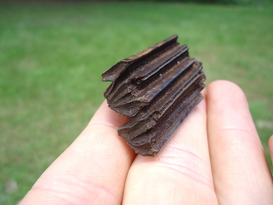 Large image 3 Very Nice Capybara Tooth