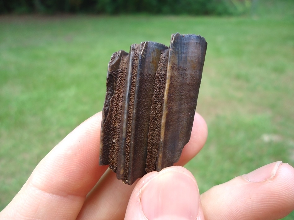 Large image 1 Very Nice Capybara Tooth