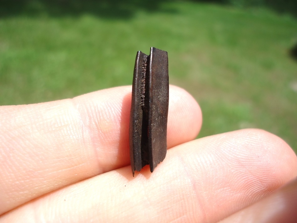 Large image 1 Very Rare Baby Capybara Tooth