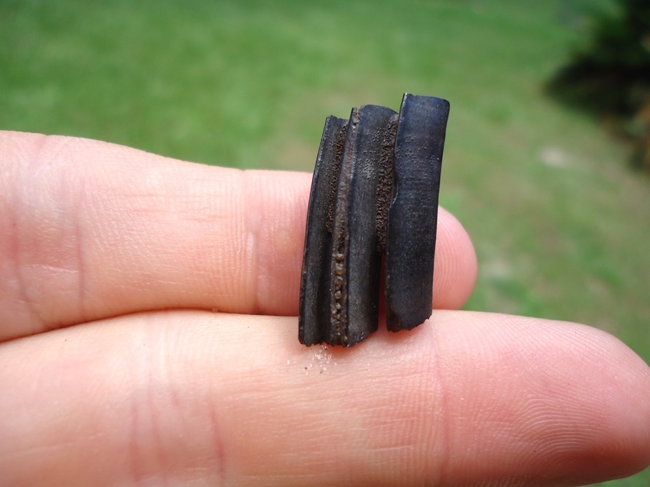 Large image 1 Very Rare Baby Capybara Tooth