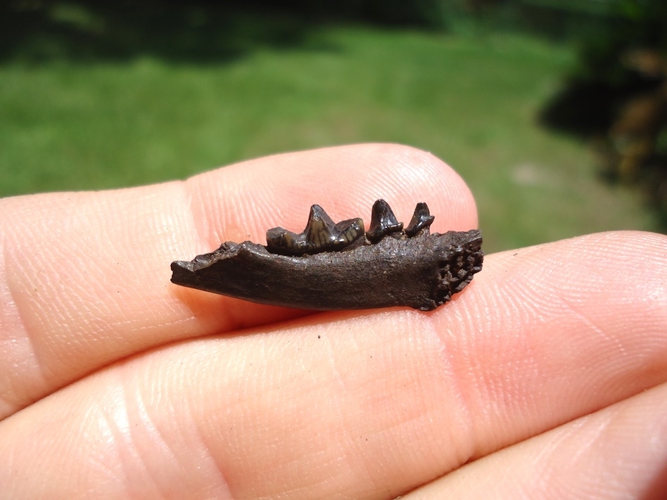 Large image 1 Very Scarce Spotted Skunk Mandible with Three Teeth