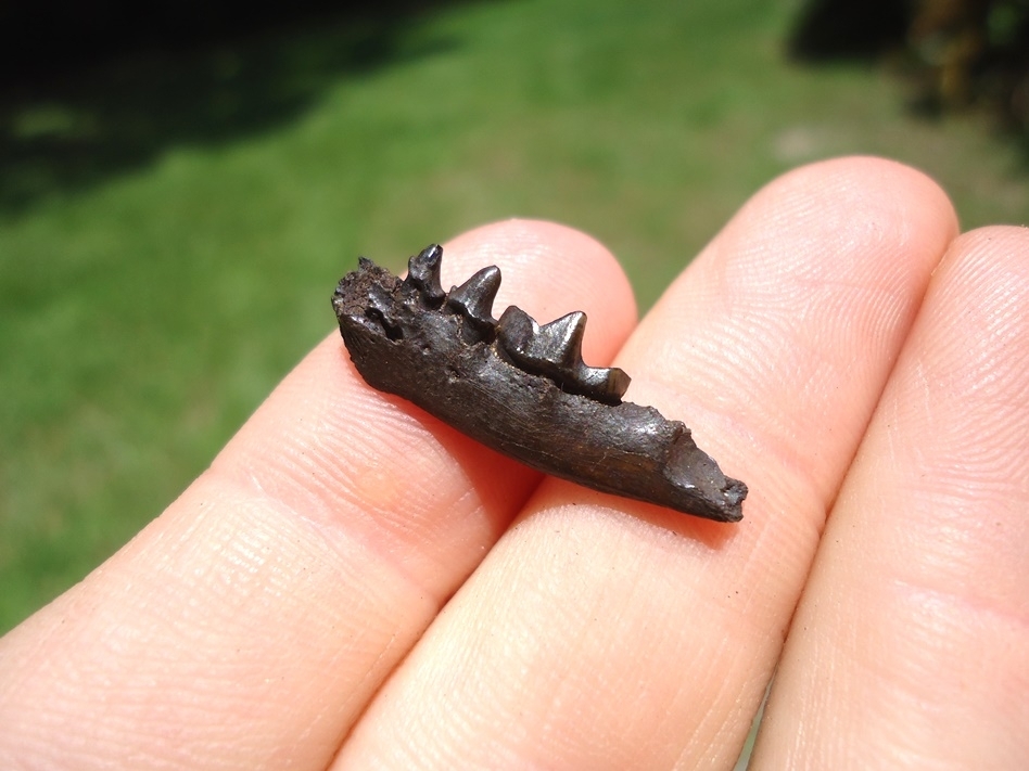 Large image 3 Very Scarce Spotted Skunk Mandible with Three Teeth