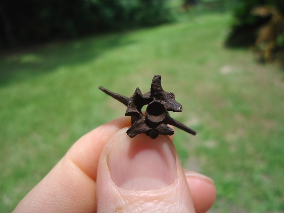 Large image 1 Fully Intact Diamondback Rattlesnake Vertebra